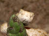 reptielentuin serpo foto